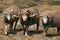 SHEEP MERINOS D`ARLES, RAM WITH EWES, A FRENCH BREED