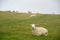 Sheep in mist on Countisbury, Exmoor, North Devon