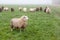 Sheep on misty pasture