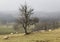 Sheep In Misty Winter Landscape