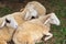 Sheep within a mob turn to check out the photographer