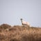 Sheep on a moor against horizon