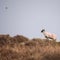 Sheep on a moor against horizon with a flying bird