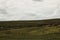 Sheep on moorland
