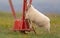 Sheep on the moors in Northern Iceland