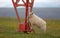 Sheep on the moors in Northern Iceland