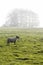Sheep in morning mist