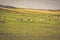 Sheep in morocco landscape