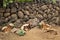 Sheep mostly rest on the island of Tenerife. Sheep in the Canary Islands