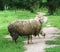 Sheep mother and lamb