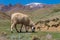 Sheep in the mount atlas