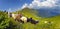 Sheep on a mountain pasture