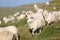 Sheep on mountain peaks