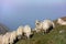 Sheep on mountain peaks, skyline landscape
