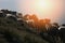 Sheep on mountain peaks at sunset