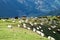 Sheep on mountain slope