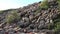 Sheep in Mountains, Farming, Herding Flock of Lambs Grazing Hill, Shepherd Domestic Animals, Pastoral View