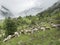 Sheep in mountains of national park des ecrins in the french alps of haute provence