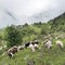 Sheep in mountains of national park des ecrins in the french alps of haute provence