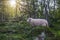 Sheep in mountains of Scandinavia