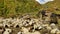 Sheep in the mountains,Sheep Resting together.