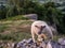 Sheep moving over stones in the Peak District of the UK