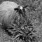 Sheep munching on plant in pasture