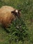 Sheep munching on plant in pasture
