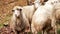 Sheep muzzle outdoors. Standing and staring breeding agriculture animal