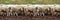 Sheep muzzle outdoors. Standing and staring breeding agriculture animal. Panoramic