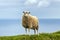 Sheep on Mykines island , Faroe Islands