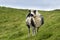 Sheep on Mykines island , Faroe Islands