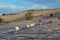 Sheep on Mynydd Illtud in the Brecon Beacons