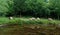 Sheep in the nature. Croatia. Lake and Grass