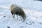 Sheep in nature on meadow on snow. Farming outdoor