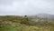 Sheep near cairn in low cloud day on fell area