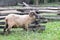 Sheep near fence