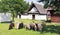 Sheep near folk houses