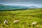 Sheep Near Glen Brittle