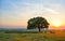 Sheep near an oak in the sunset in summer