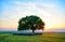 Sheep near an oak in the sunset in summer