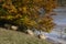 Sheep near polluted lake geamana,romania