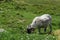 Sheep near Slieve League Cliffs, Ireland