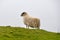 Sheep near Slieve League Cliffs, Ireland