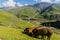 Sheep near Xinaliq Khinalug village, Azerbaij