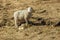Sheep & new born lamb