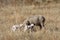 Sheep and new born lambs in Italian Gran Sasso Par