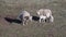 Sheep And New Born Twin Lambs