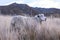 A sheep in New Zealand