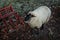 A Sheep Next to Red Agricultural Railings